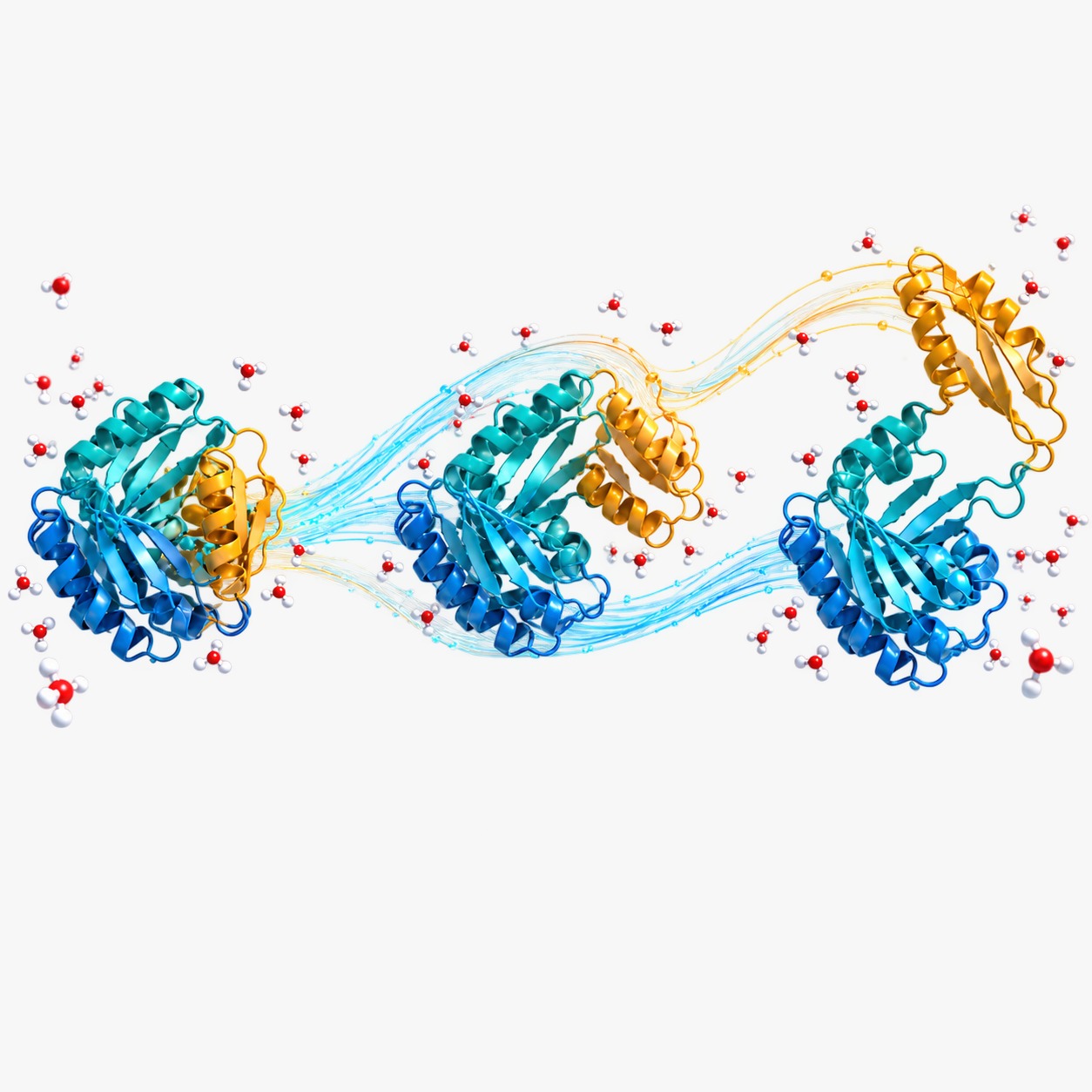 Protein conformations sampled along a molecular dynamics trajectory in water